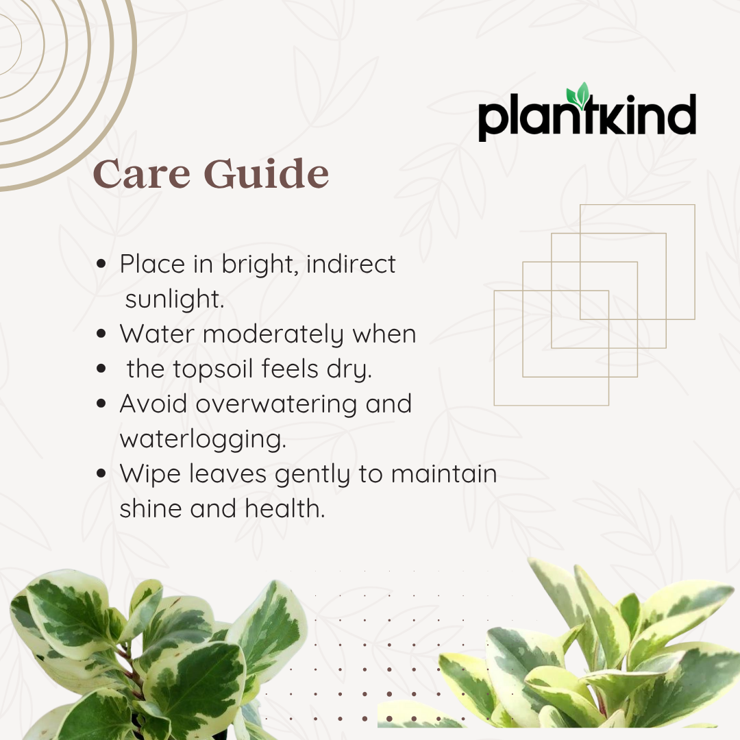 Peperomia Obtusifolia Variegated Plant | Air Purifying Plant| Indoor Plant | 1 Live Plant | Small