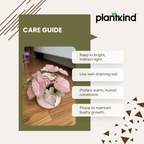 Syngonium Pink Plant | Indoor Ornamental Plant | 1 Live Plant