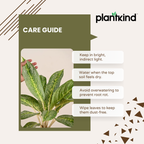 Aglaonema Butterfly Plant  |  Indoor Plant | Pack of 1