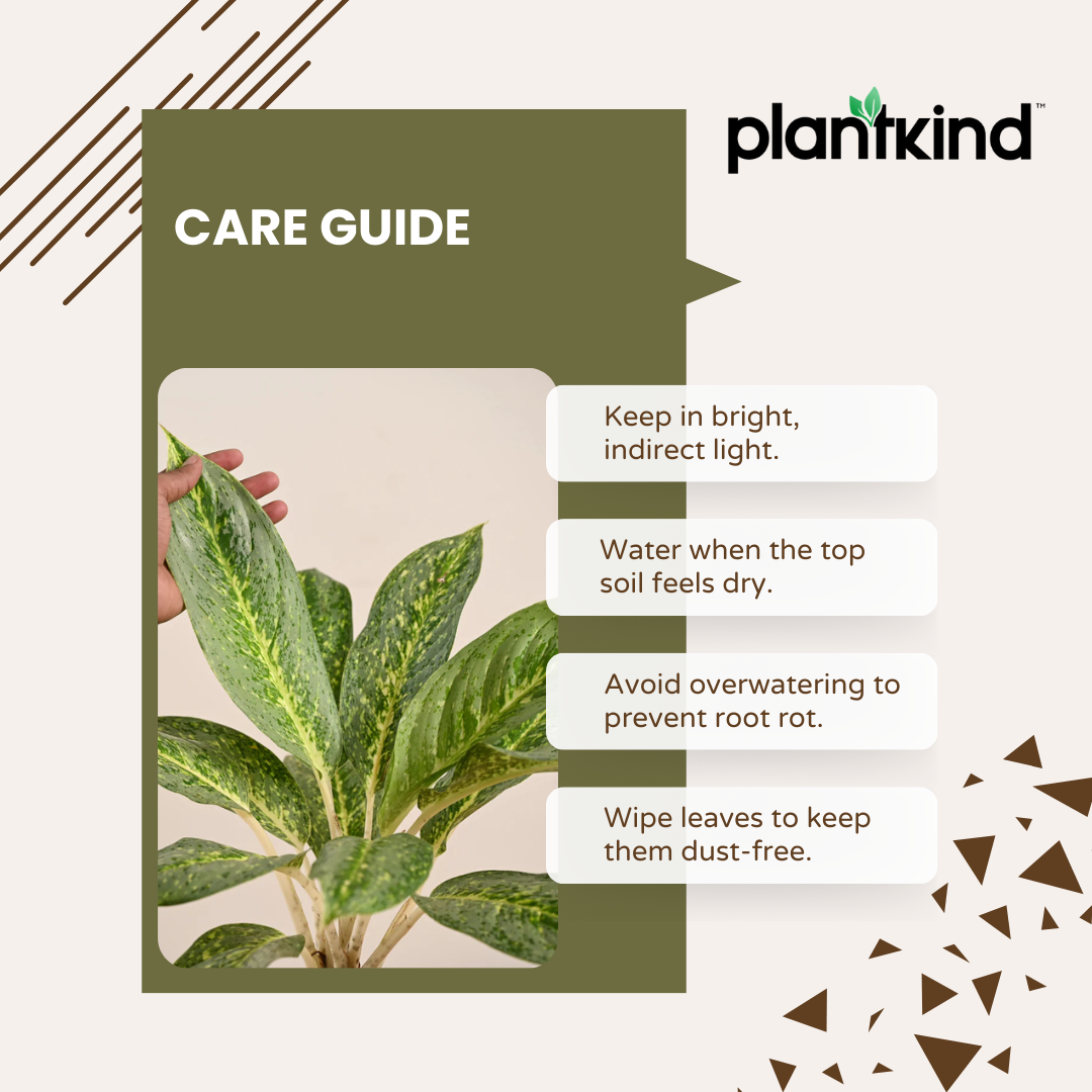 Aglaonema Butterfly Plant  |  Indoor Plant | Pack of 1