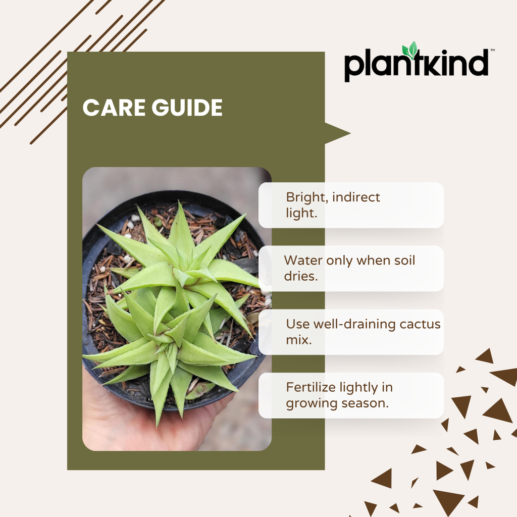 Haworthia Limifolia var. Ubomboensis | Succulent Plants | Indoor Plants | 1 Live Plant
