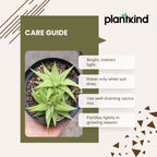 Haworthia Limifolia var. Ubomboensis | Succulent Plants | Indoor Plants | 1 Live Plant