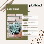 Aloe Blizzard Plant | Succulent Plant | Indoor Plant | 1 Live Plant