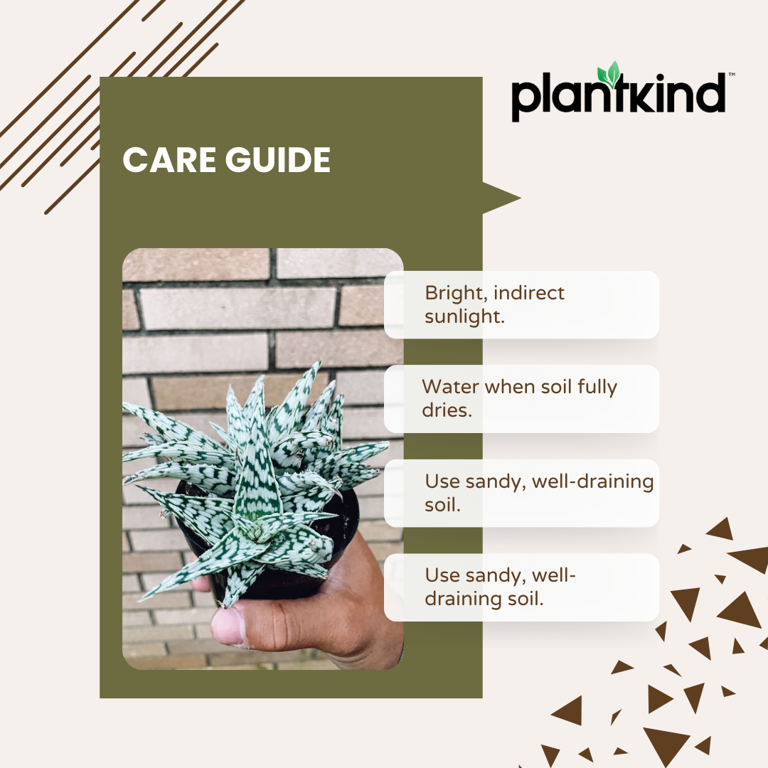 Aloe Blizzard Plant | Succulent Plant | Indoor Plant | 1 Live Plant