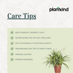Chlorophytum Spider Plant |Low Maintenance Plant | Indoor Plant | 1 Live Plant | Medium