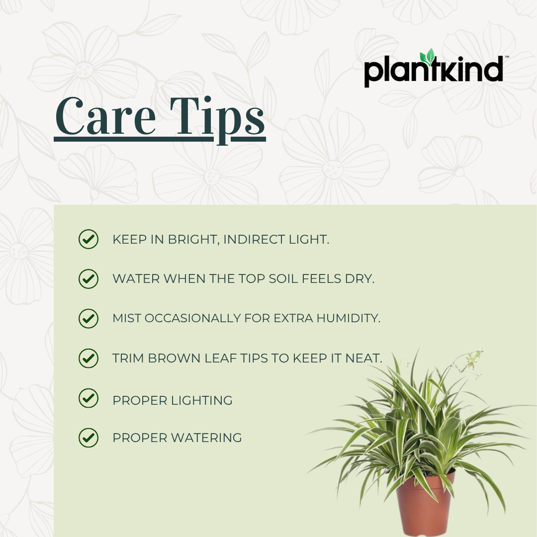 Chlorophytum Spider Plant |Low Maintenance Plant | Indoor Plant | 1 Live Plant | Medium