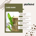 Brazilian Wood Plant | Indoor Plant | 1 Live Plant | Small