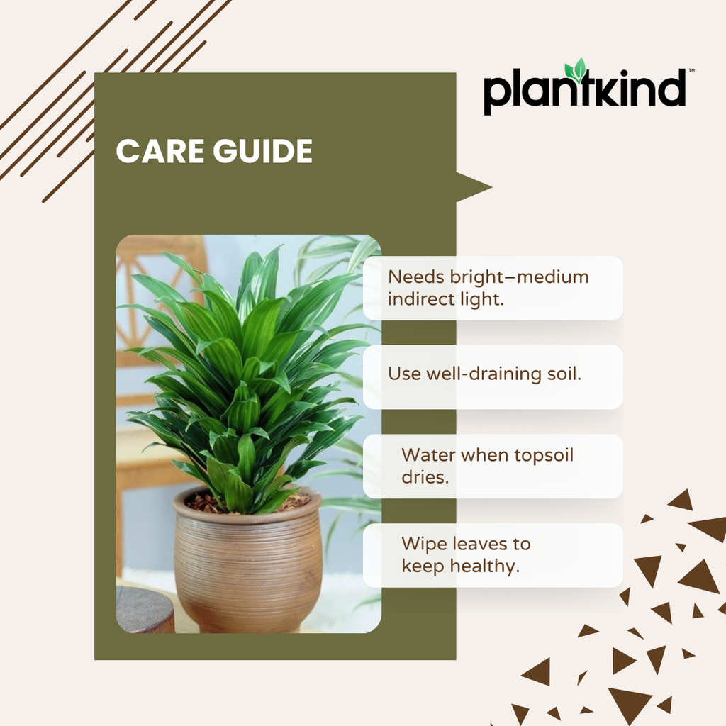 Dracaena Compacta Plant | Indoor Ornamental Plant | 1 Live Plant