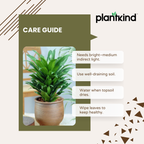 Dracaena Compacta Plant | Indoor Ornamental Plant | 1 Live Plant