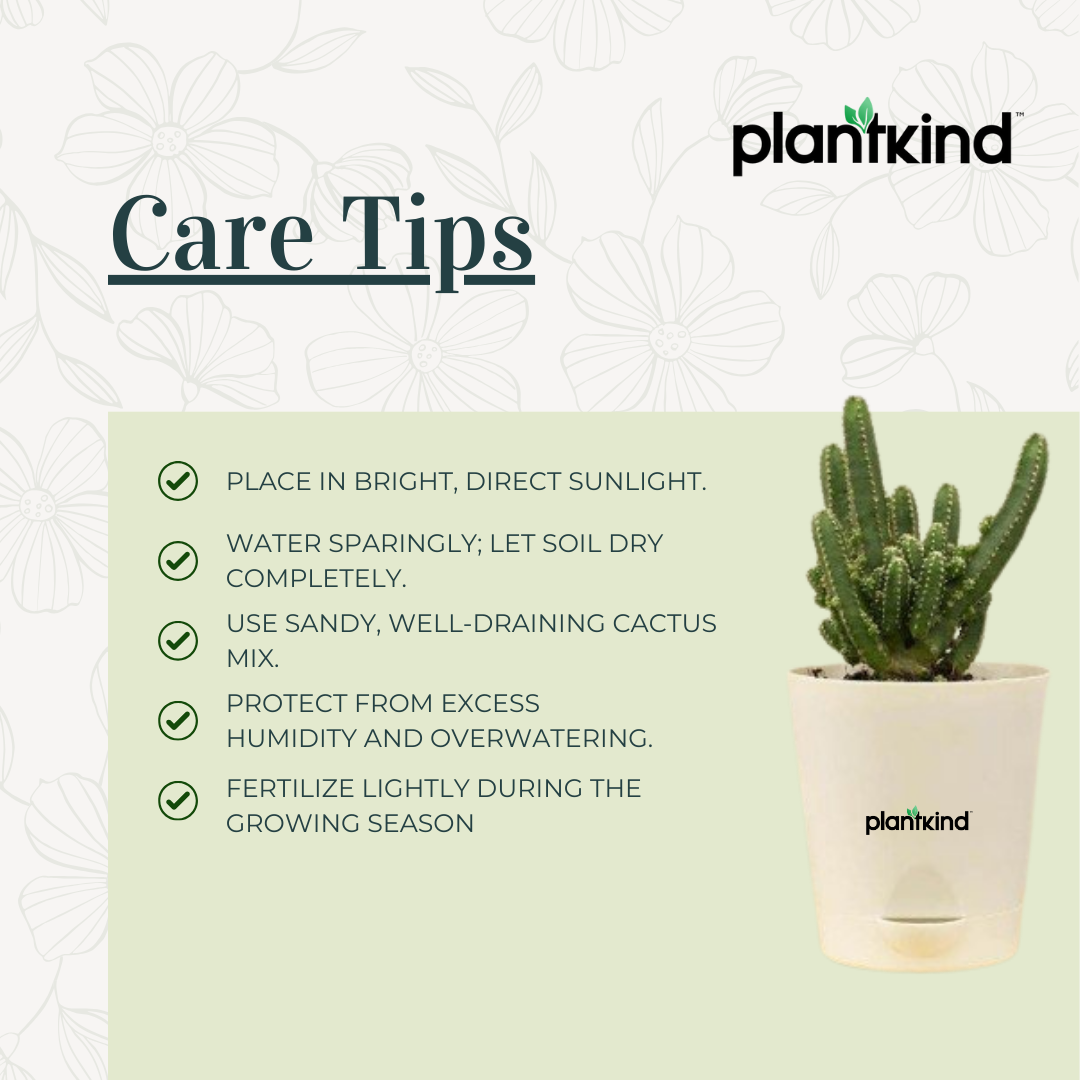 Cactus Plant - Elongated