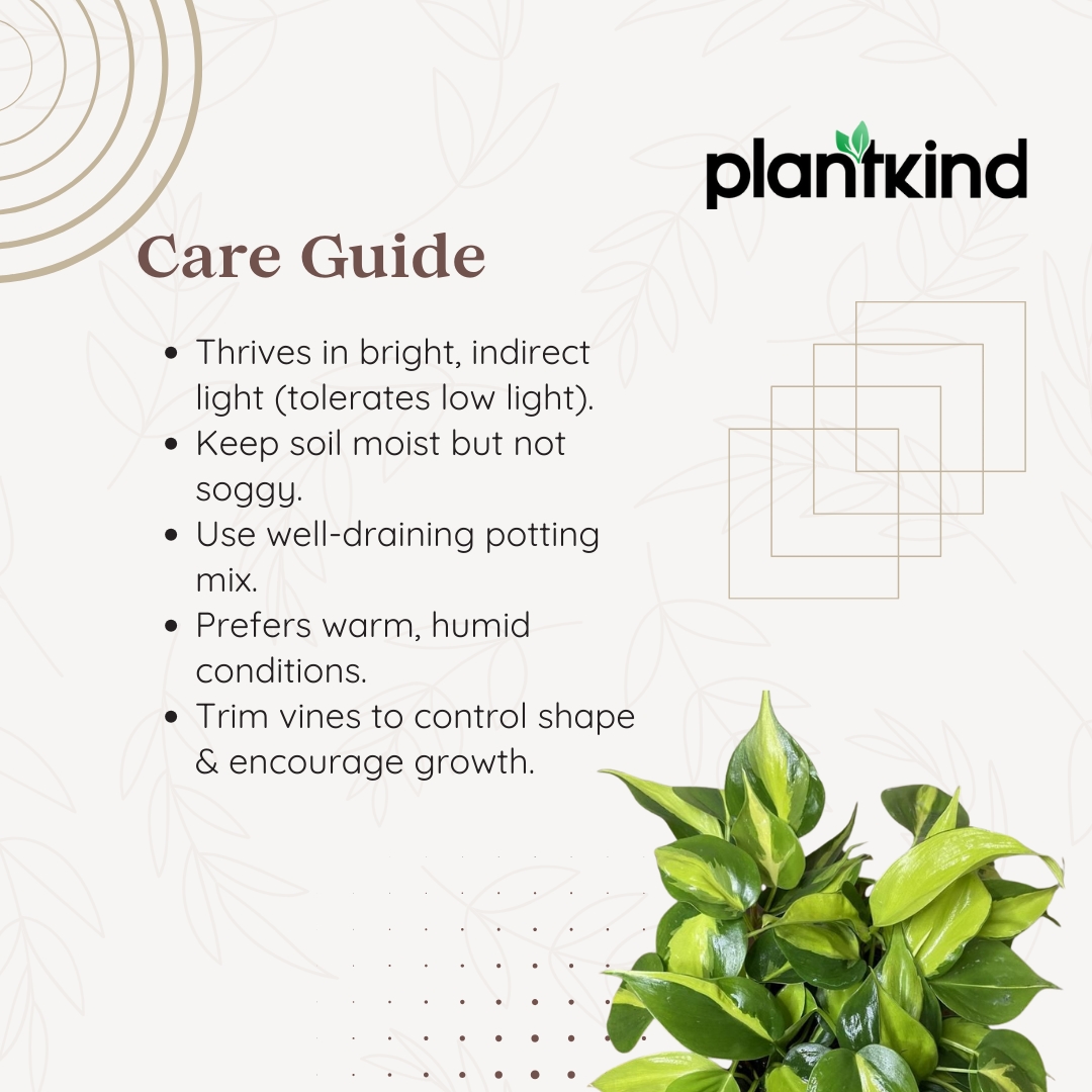 Philodendron Brasil Plant | Air Purifying Plant | 1 Live Plant