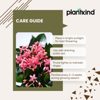 Ixora (Rugmini) Plant - Pink