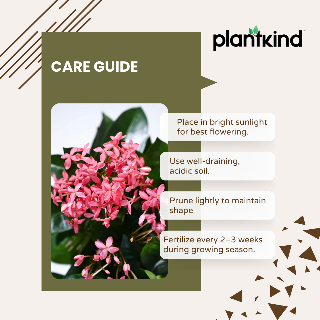Ixora (Rugmini) Plant - Pink