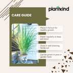 Lemon Grass | Evergreen perennial herb | Pack of 1