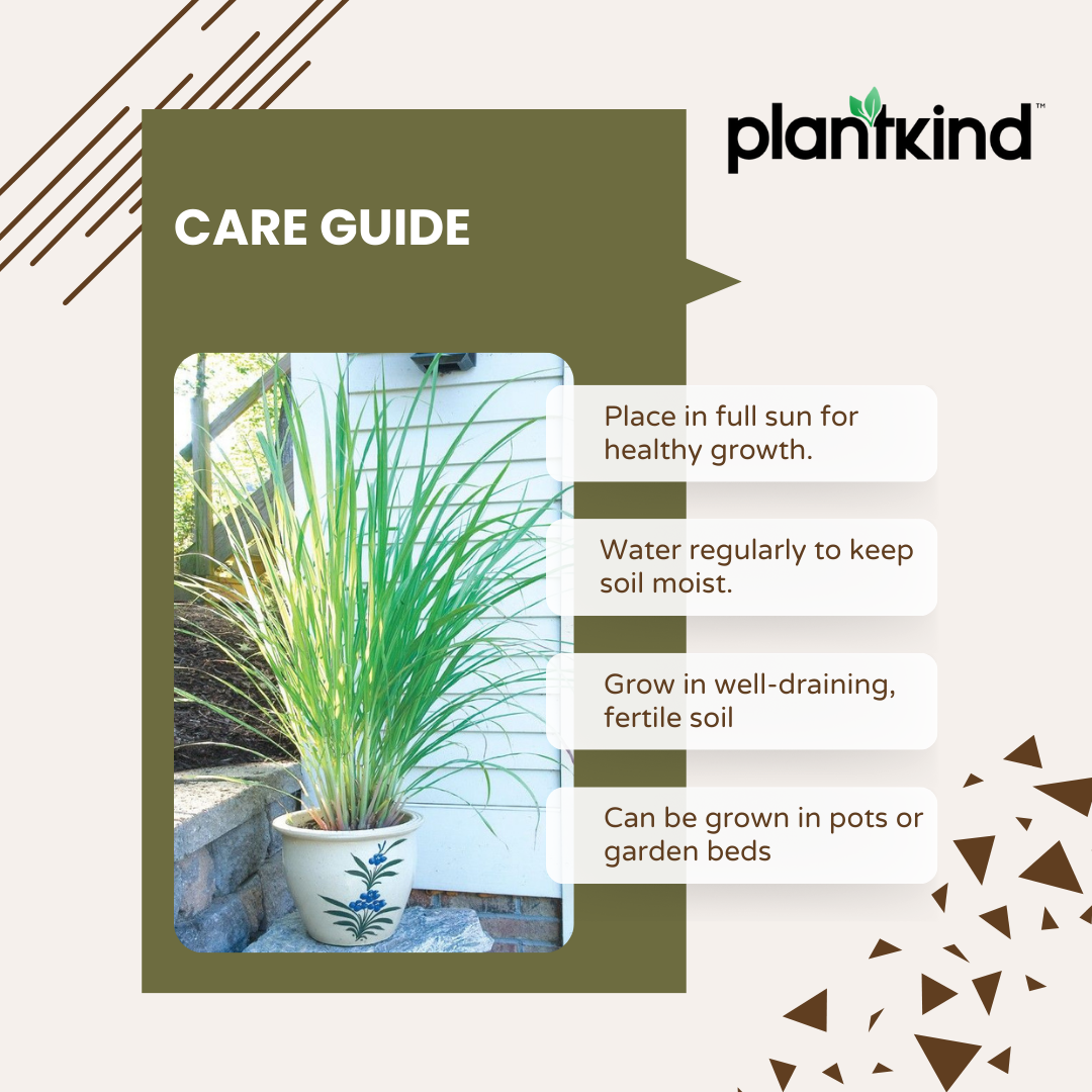 Lemon Grass | Evergreen perennial herb | Pack of 1