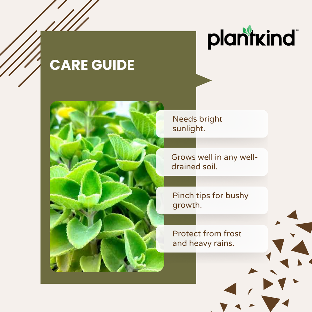 Ajwain Plant | Medicinal amd Aromatic Plants | Pack of 1