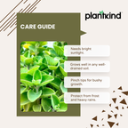 Ajwain Plant | Medicinal amd Aromatic Plants | Pack of 1