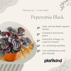 Peperomia Black Plant | Ornamental Plant | Plant For Homes And Office | Indoor Plant | Pack Of 1 | Small