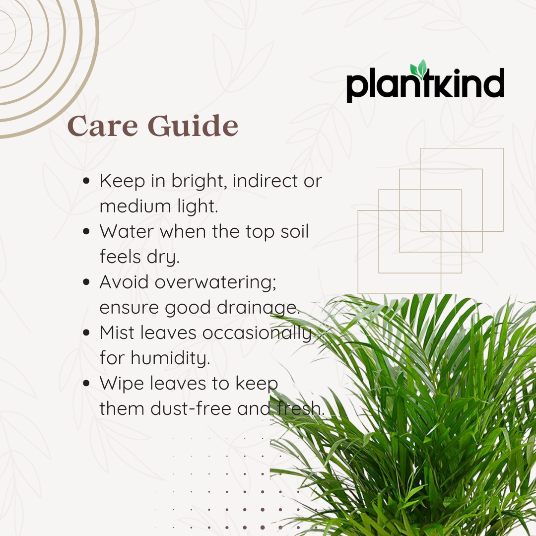 Bamboo Palm Plant | Indoor Plant | Pack Of 1