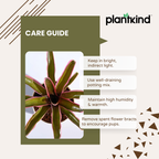 Red Bromeliad Plant | Indoor Ornamental Plant | 1 Live Plant