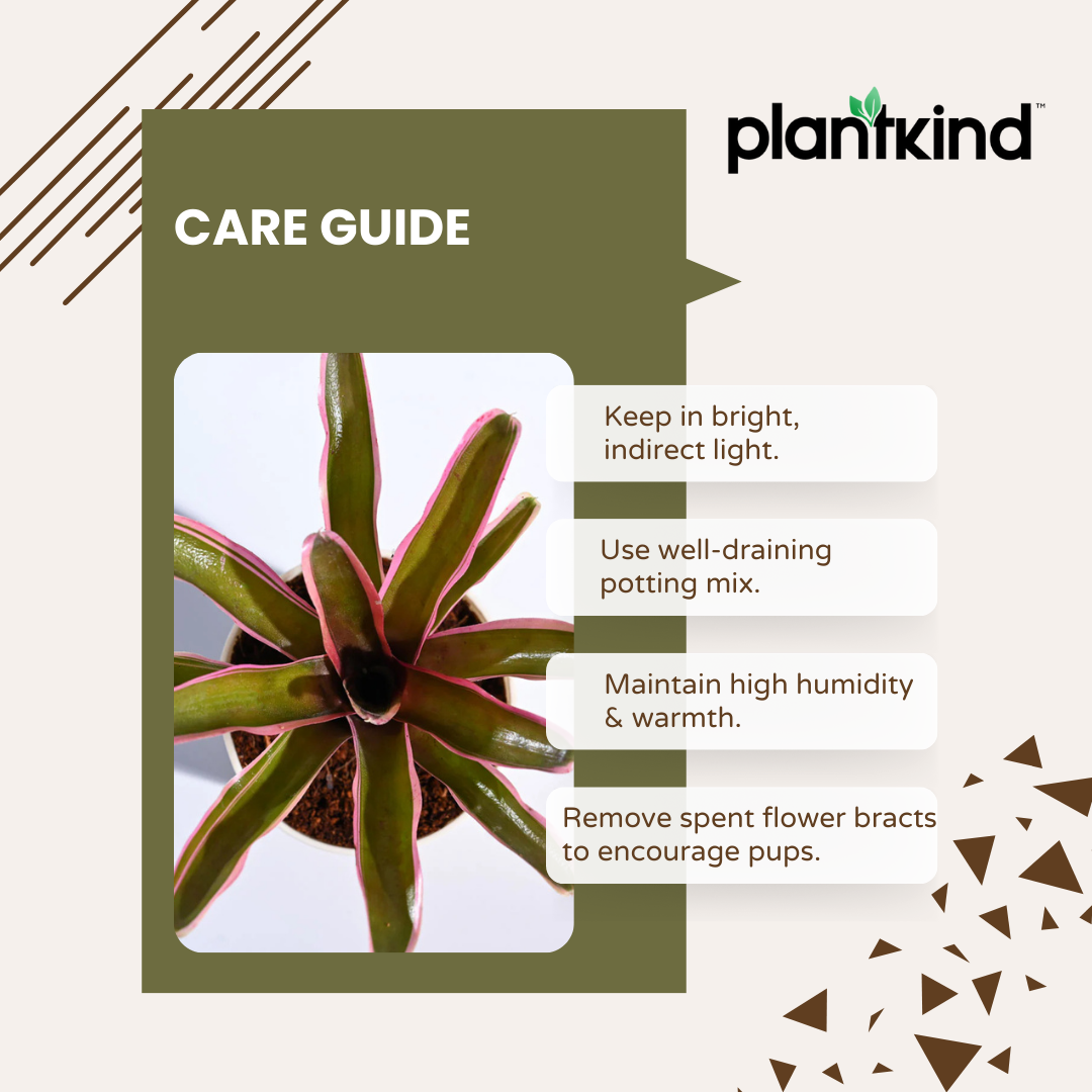 Red Bromeliad Plant | Indoor Ornamental Plant | 1 Live Plant