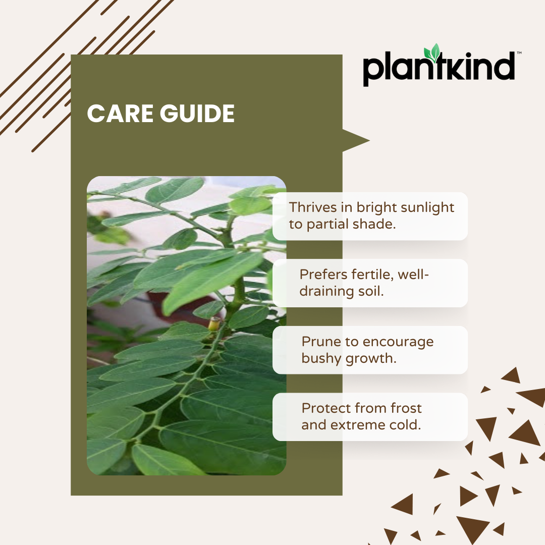 Multivitamin Plant | Medicinal And Aromatic Plant | Immunity Booster | 1 Live Plant
