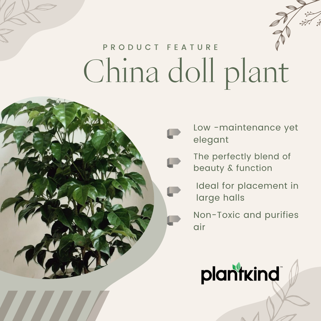 China doll plant |  An indoor décor plant | Live Radermachera sinica in Pot | Glossy Foliage | Pack of 1 | Without Pot