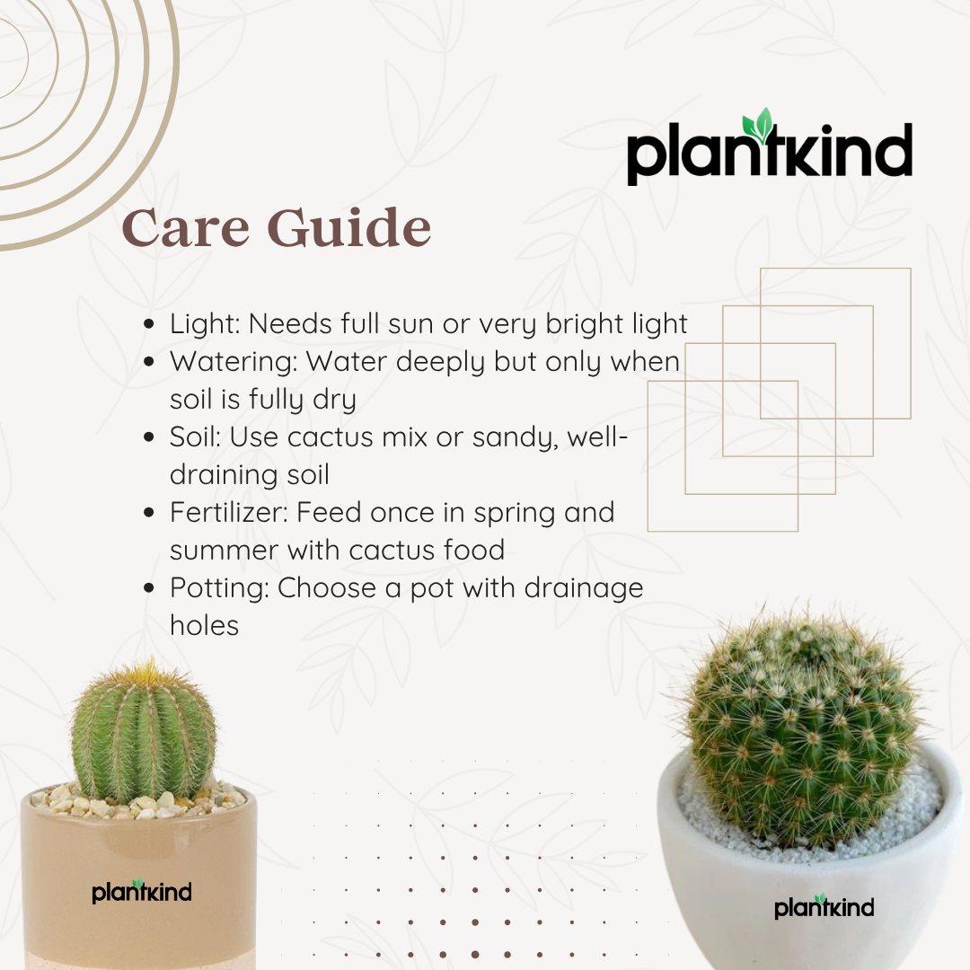 Barrel Cactus Plant | Indoor Plant | Pack Of 1