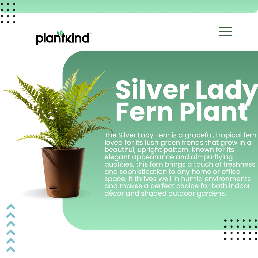 Silver Lady Fern Plant | Air Purifying Plant | Indoor Plant | Outdoor Plant | 1 Live Plant | Medium
