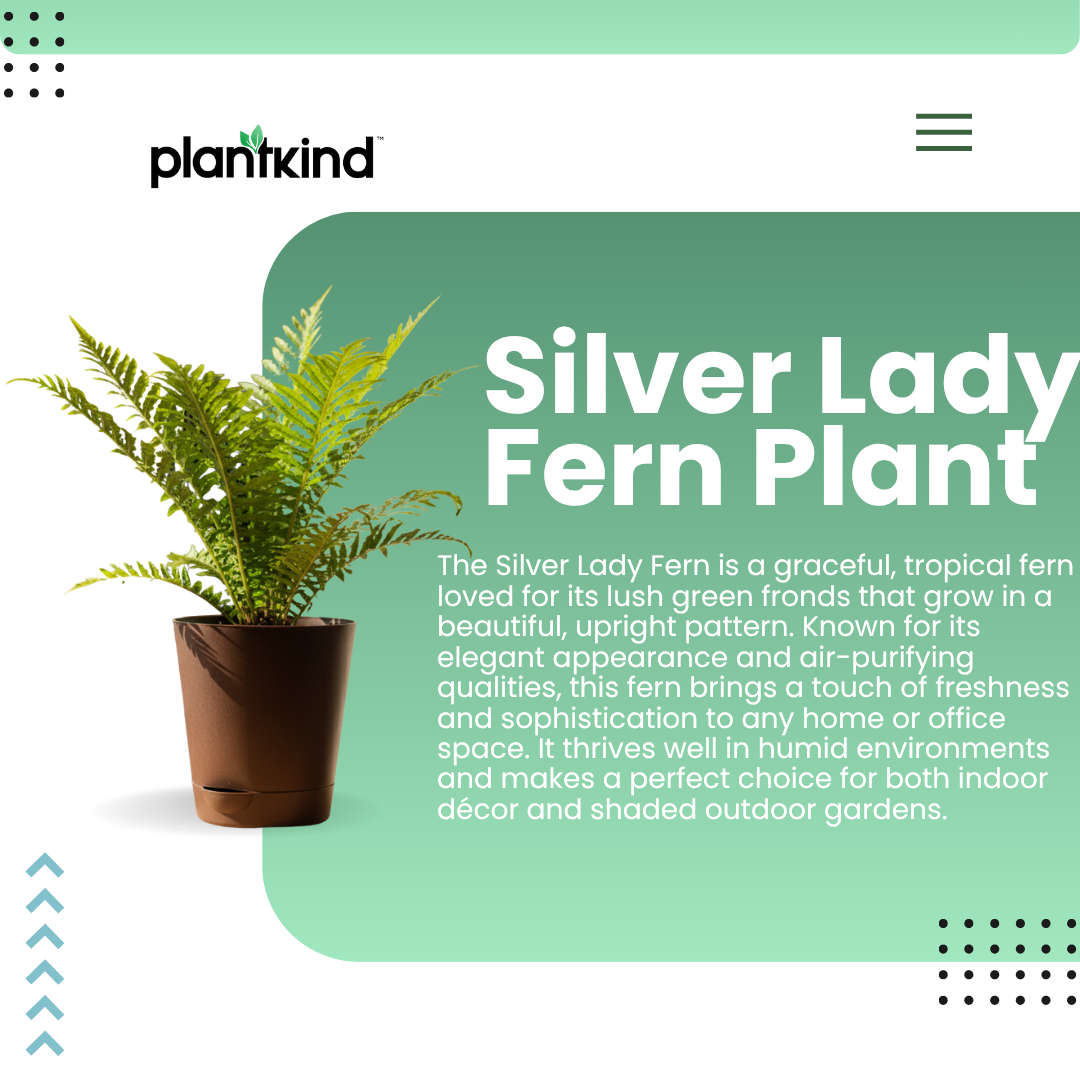 Silver Lady Fern Plant | Air Purifying Plant | Indoor Plant | Outdoor Plant | 1 Live Plant | Medium