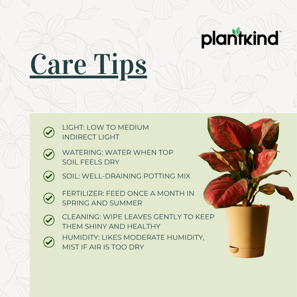 Aglaonema Pink Plant | Indoor Plant | Good Luck Plant | Pack of 1