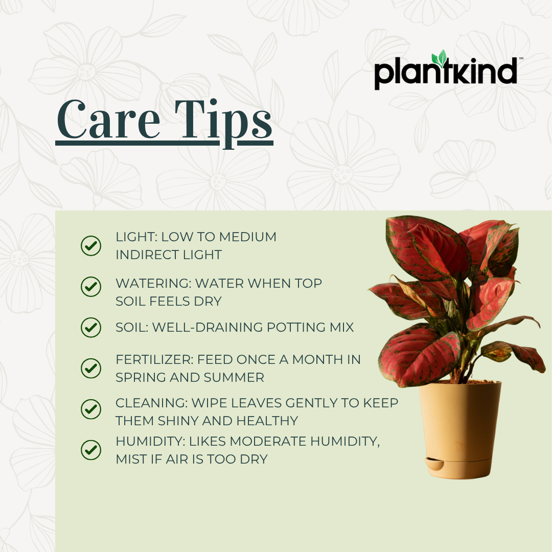 Aglaonema Pink Plant | Indoor Plant | Good Luck Plant | Pack of 1