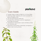 Plantkind Tulsi Plant | Ayurvedic Herbal Plant | 1 Live Plant