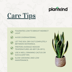 Snake Plant - Futura Superba | Air Purifying Plant | Indoor Plant | 1 Live Plant