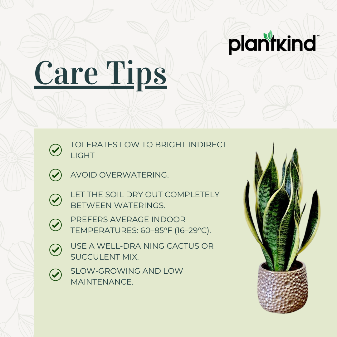 Snake Plant - Futura Superba | Air Purifying Plant | Indoor Plant | 1 Live Plant