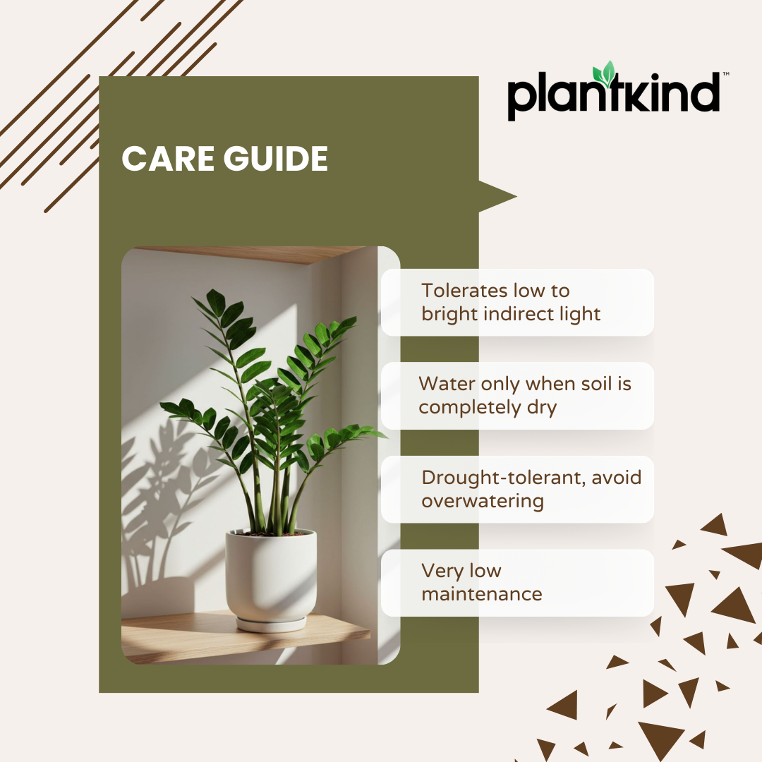 ZZ Plant | Zamioculcas zamiifolia | Fortune Plant| Indoor Plant | 1 Live Plant with Grow Pot| XL