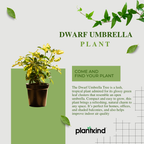 Dwarf Umbrella Tree | Indoor Plant |Low-Maintenance Plant | 1 Live Plant | Medium