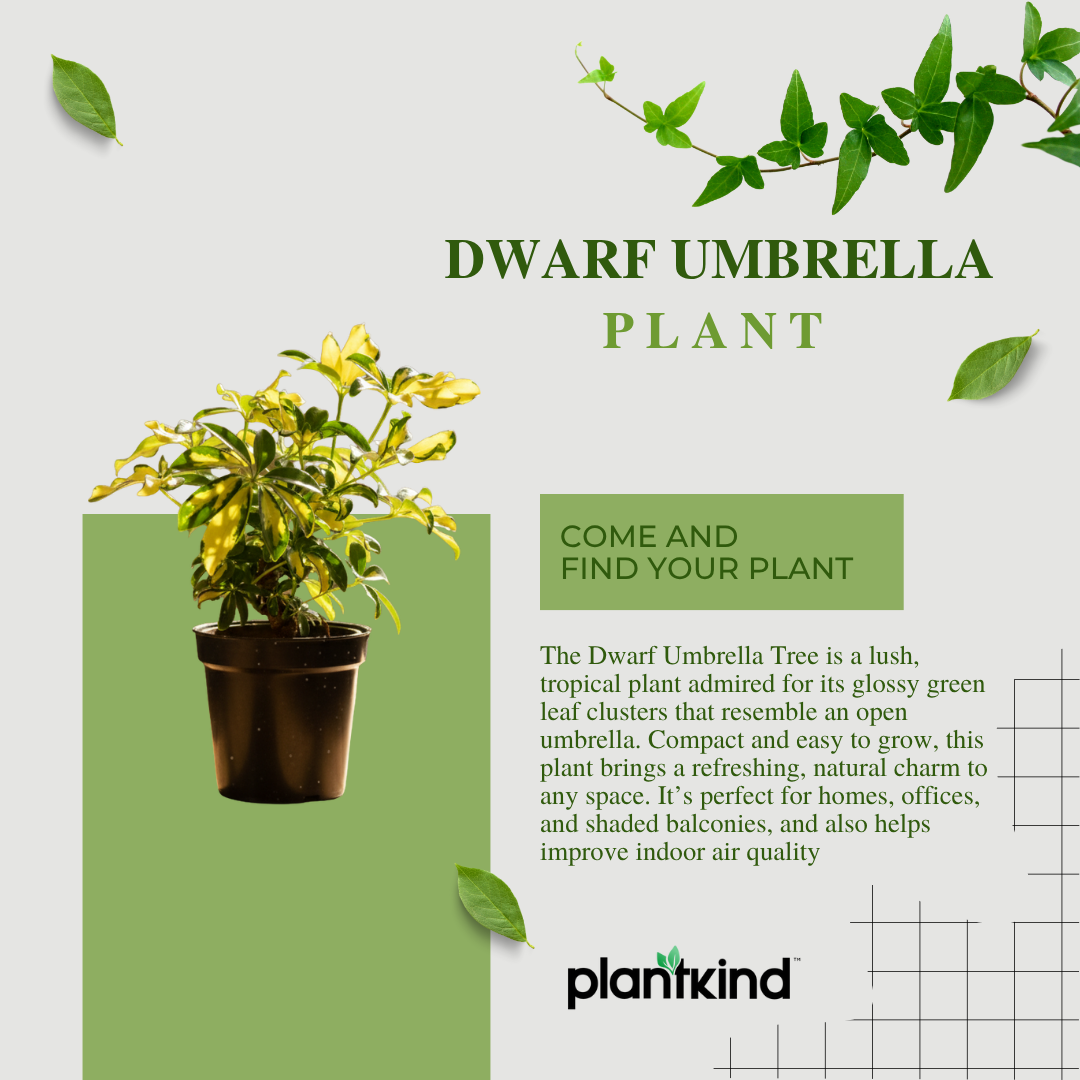 Dwarf Umbrella Tree | Indoor Plant |Low-Maintenance Plant | 1 Live Plant | Medium