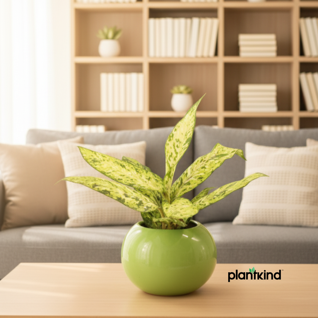 Aglaonema Snow White| Indoor Plant| 1 Live Plant | Small