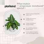 Syngonium Wendlandii| Indoor |outdoor Plants Pack of 1