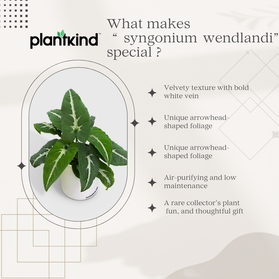 Syngonium Wendlandii| Indoor |outdoor Plants Pack of 1