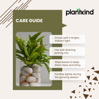 Dracaena Golden Milky Plant | Air Purifying Plant | 1 Live Plant