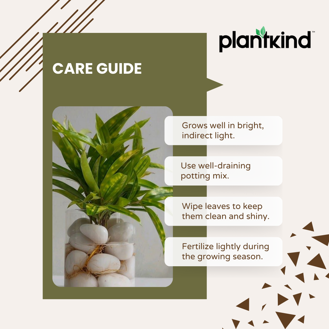 Dracaena Golden Milky Plant | Air Purifying Plant | 1 Live Plant