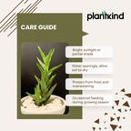 Aloe Juvenna Plant | Air purifying Plant | Indoor Plant | Pack Of 1