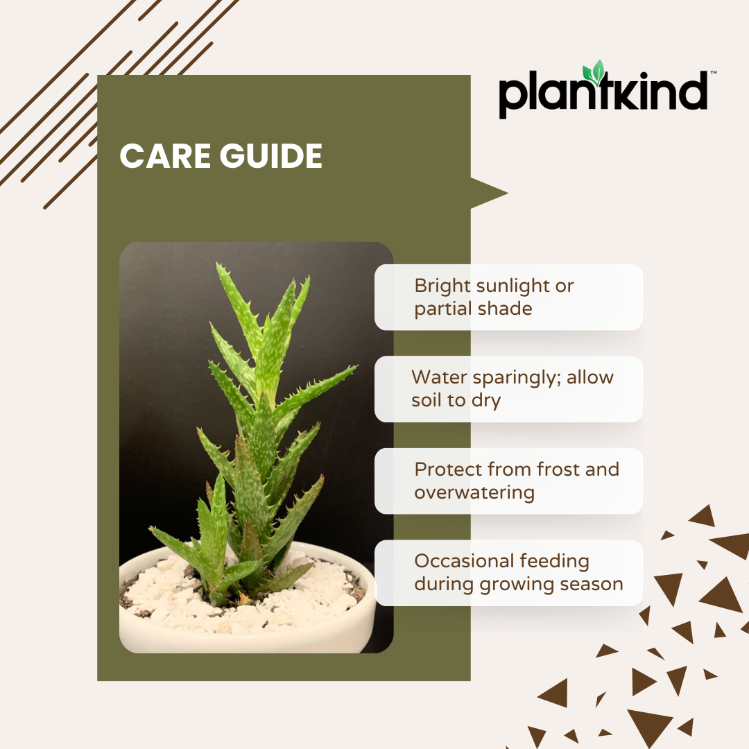 Aloe Juvenna Plant | Air purifying Plant | Indoor Plant | Pack Of 1