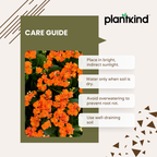 Kalanchoe Plant - Orange