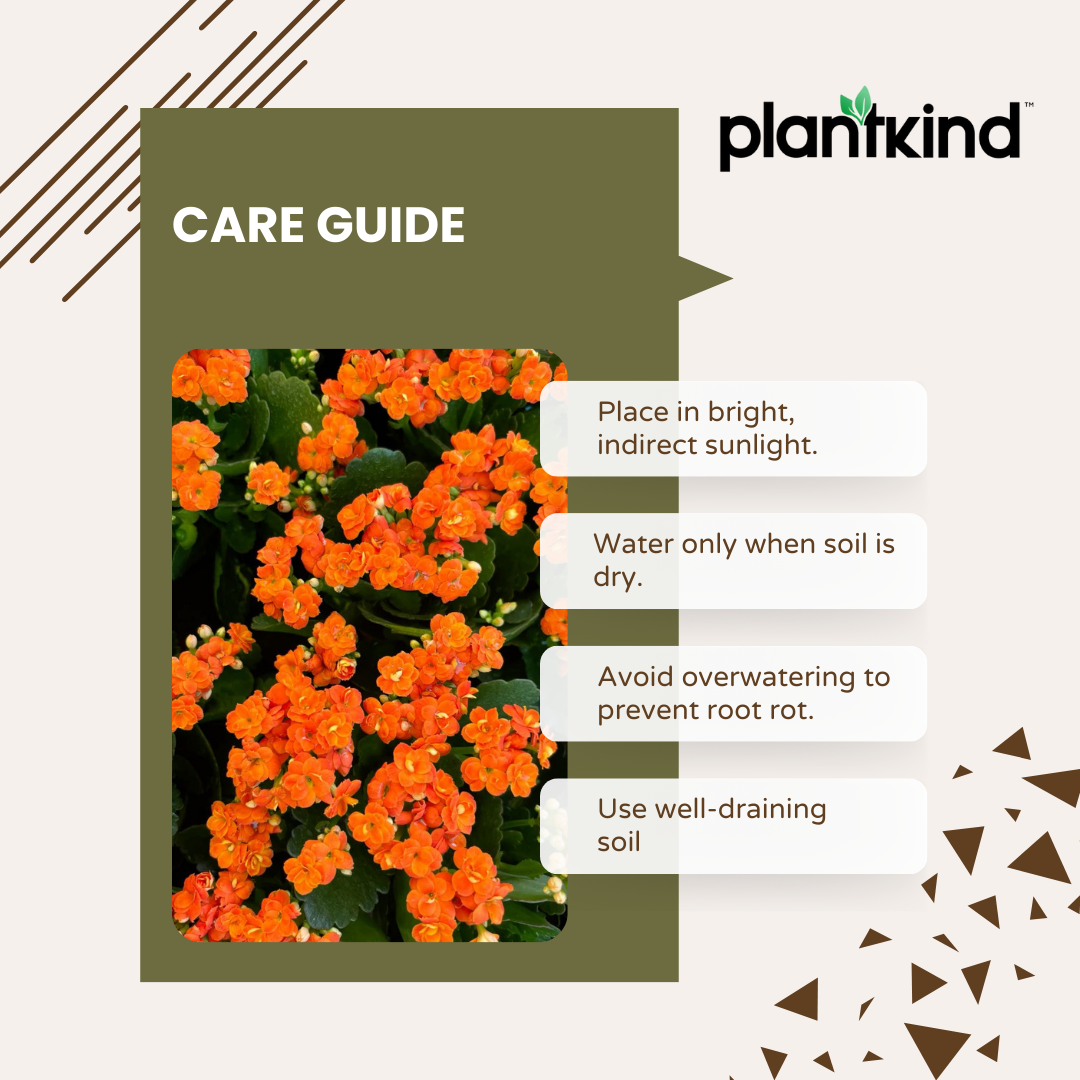 Kalanchoe Plant - Orange