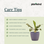 Aglaonema Dove Plant  | Indoor Plant | Pack of 1 | Medium