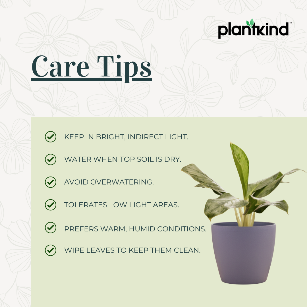 Aglaonema Dove Plant  | Indoor Plant | Pack of 1 | Medium