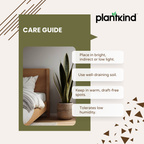 Sansevieria Zeylanica - XL